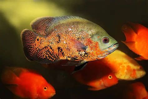 地圖魚飼養|地圖魚是什麼魚，應該怎麼飼養精選